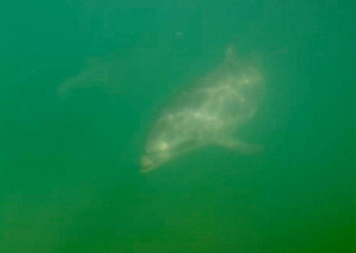 Dolphin GoPro